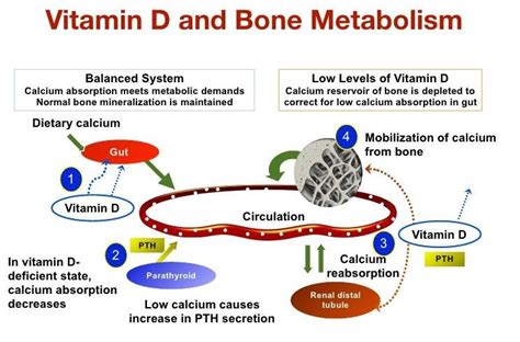 3): The role of different hormones in the regulation of calcium and ...