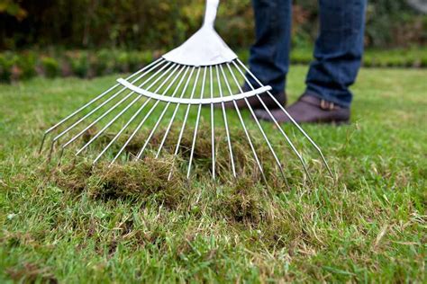 Dealing With Weeds Moss Bbc Gardeners World Magazine