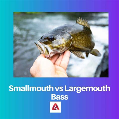 Smallmouth Vs Largemouth Bass Difference And Comparison