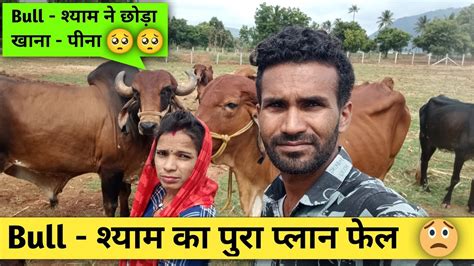 Gau Seva Kaise Karen Gau Mata Ki Seva Gau Mata Song Gay Mata Youtube