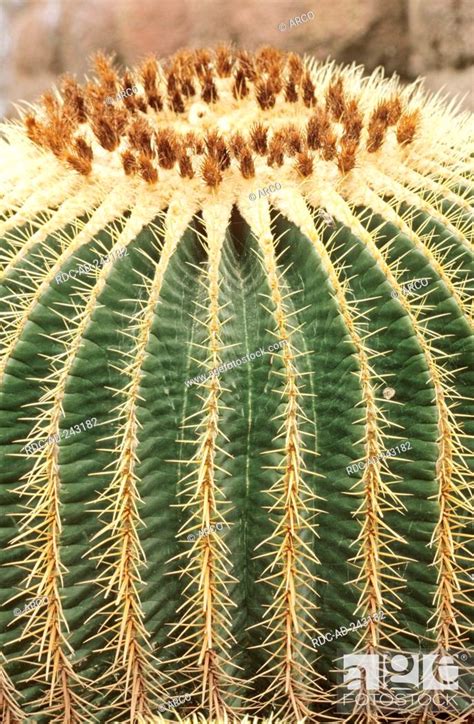 Golden Barrel Cactus Echinocactus Grusonii Stock Photo Picture And