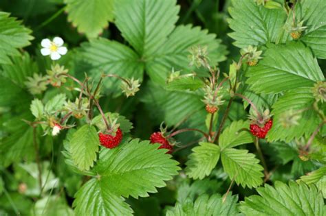 Walderdbeeren Anbau Pflege And Verwendung Der Pflanze