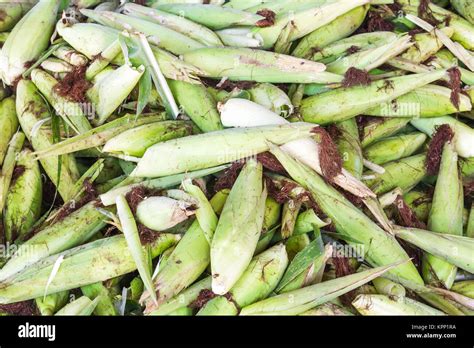 Fresh corn with husk Stock Photo - Alamy