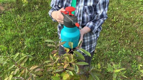 Woman Gardener Spraying Fruit Trees And Bushes Against Plant Diseases