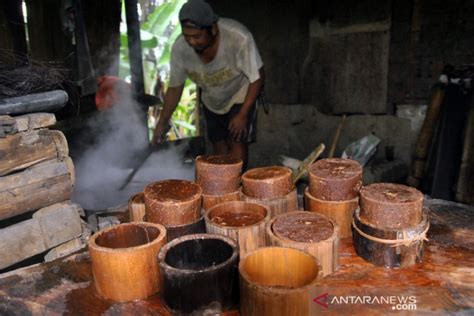 Desa Pedawa Di Buleleng Gencar Tanam Pohon Aren Antara News Bali