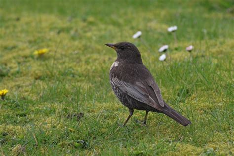 NatureUK On Twitter RT CraigCThomas1 Getting A Bit Crazy Now