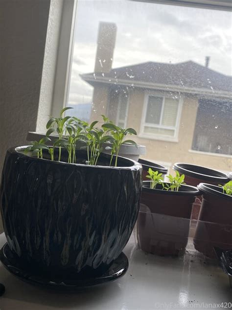 Lanax Lanax420 202 Porn Pic