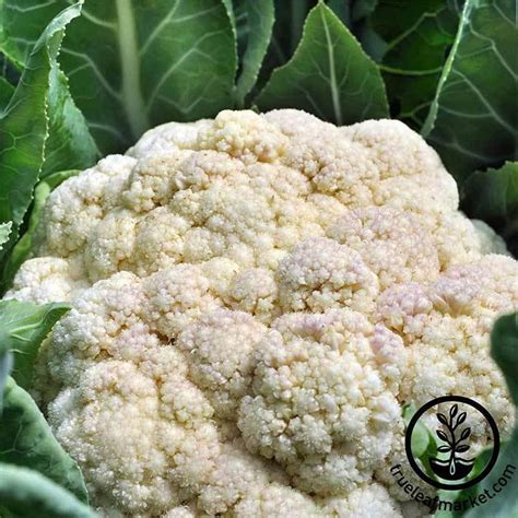 Heirloom Cauliflower Seeds Self Blanche Buy Non Gmo Garden Seeds