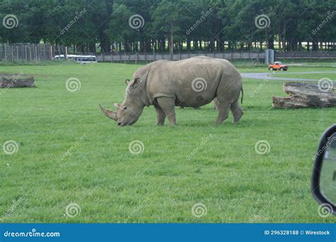 A Rhino Eating Grass in an Enclosure at the Zoo S Exhibit Stock Photo ...