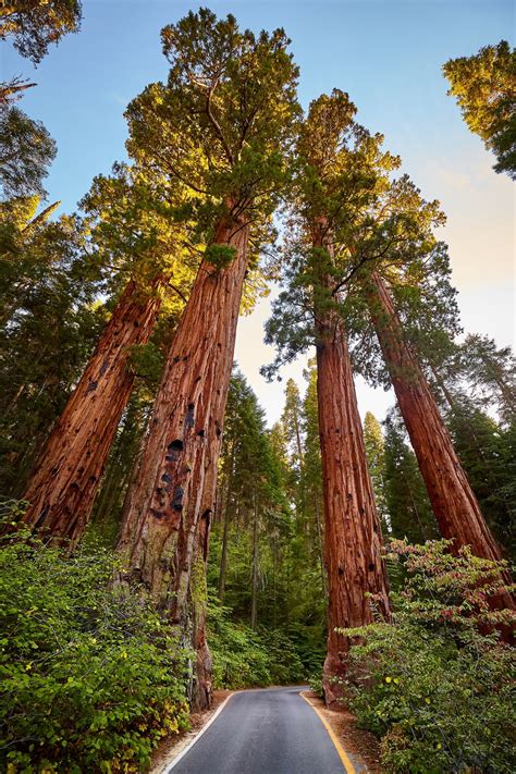 40 Giant Sequoia California Redwood Sequoiadendron giganteum | Etsy