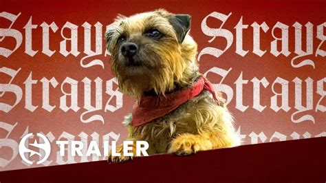 Strays 2023 Official Trailer Screendollars YouTube