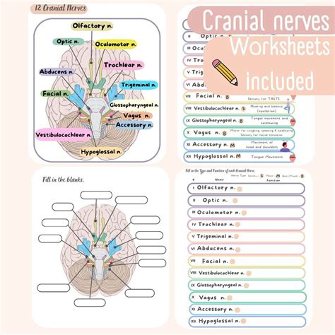 Cranial Nerves Worksheets Etsy