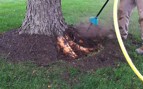 Rescuing Trees From Girdling Roots Spotts Garden Service