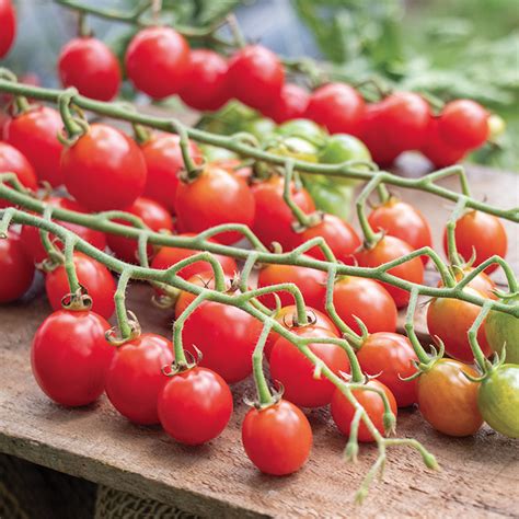 Tomato Tutti Frutti Cherry Red Baby Hybrid New Items J W Jung Seed