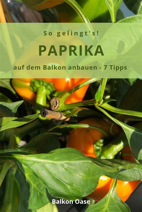 Paprika Pflanzen Und Anbauen 7 Tipps Und Es Gelingt Paprika