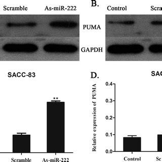 Expression Of Puma In A C Sacc And B D Sacc Lm Cells After