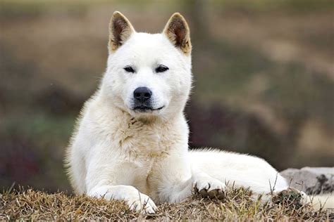 Korean Jindo: Dog Breed Characteristics & Care