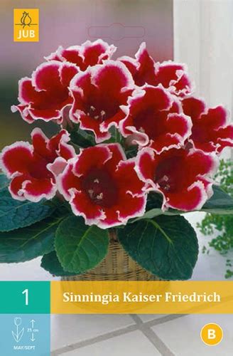 глоксиния Kaiser Friedrich. Петрофлора