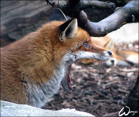 OMG, red fox eating other fox? by woxys on DeviantArt