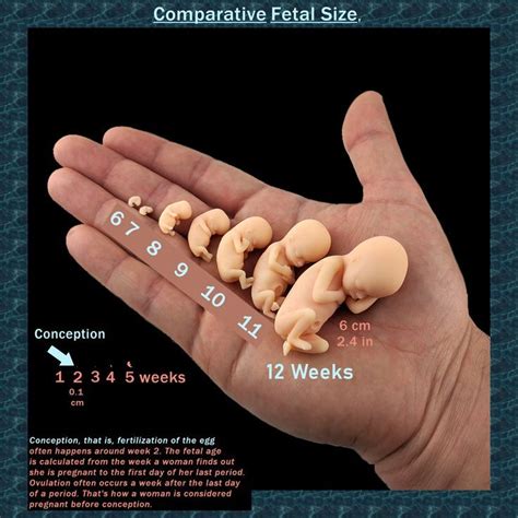 Week By Week Actual Fetal Size Models First Trimester To Week