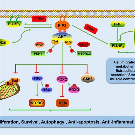 Schematic Illustration Of The PI3K Signalling Pathway AKT PKB Protein