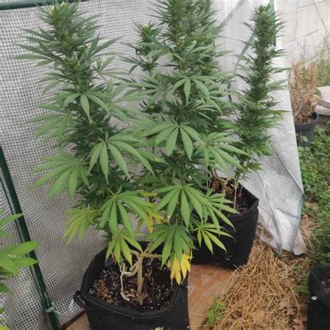 Zamnesia Seeds Runtz Grow Journal Week By Dingle Dangle Growdiaries