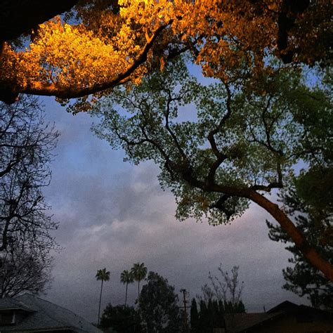 Glimpses Of South Pasadena Then Leaf Subsides To Leaf