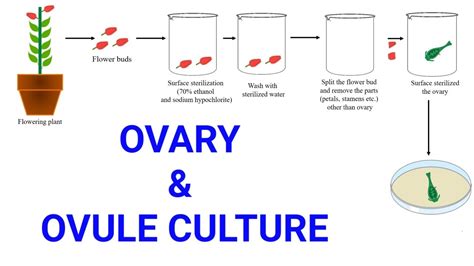 Ovary And Ovule Or Megaspore Culture Production Of Female Haploid