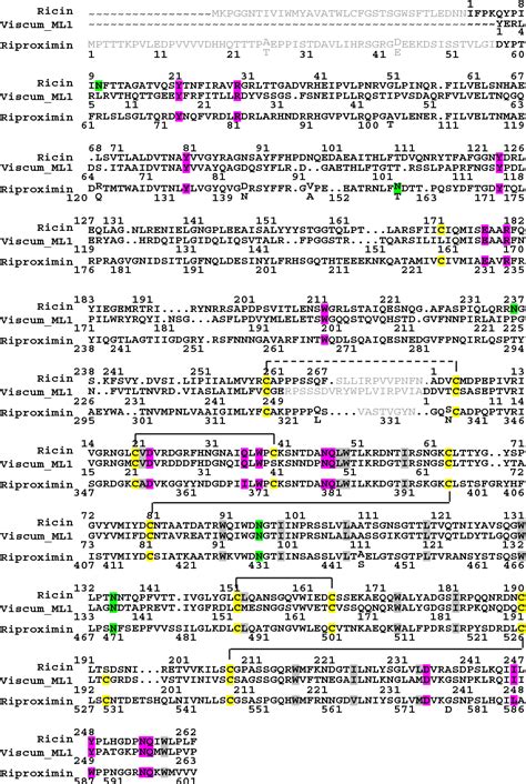 Figure From Riproximin Is A Recently Discovered Type Ii Ribosome