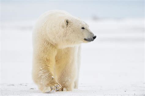 Free eBook Alaska Polar Bears Photos Carl Donohue Expeditions Alaska