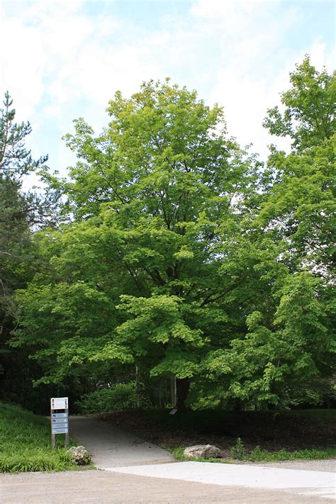 Sugar Maple Form Ontario Native Plant Nursery Container Grown