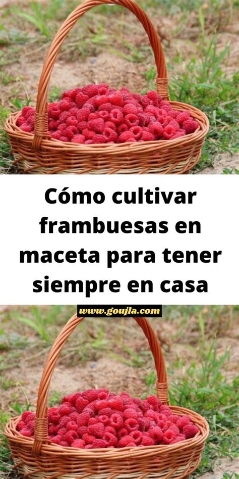 Two Baskets Filled With Raspberries Sitting On Top Of A Grass Covered