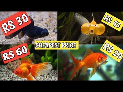 Goldfish Prices And Types Goldfish Price Oranda Goldfish Price