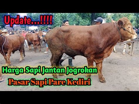 Update Harga Sapi Jantan Jogrokan Di Pasar Sapi Pare Kediri YouTube