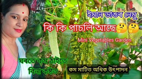 Vlogs কি কি পাচলি আছে 🤔🤔ইমান ডাঙৰ নেমু Mini Vegetables Garden