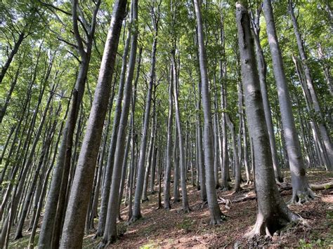 Mountain Mixed Forest In Risnjak National Park Crni Lug Croatia