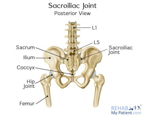 Best 5 Exercises For Sacroiliac Joint Pain Surrey Physio