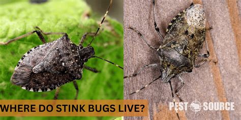 Where Do Stink Bugs Live? - Pest Source