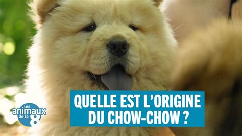 Quelle Est L Origine Du Chow Chow Les Animaux De La Youtube