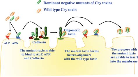 Schematic Representation Of The DN Phenotype Of 3d Cry Toxins Affected