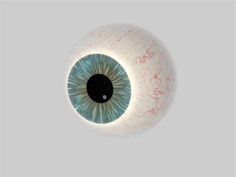 Human Eye Cross Section Eyeball D Model Cgtrader