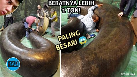 TERLALU BESAR DAN PANJANG Inilah Ular Terbesar Yang Pernah Hidup Di