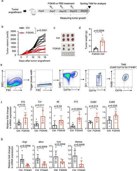 Cd40 Mab Induces Anti Tumor Responses A Illustration Of The Design