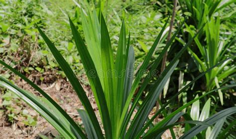 Fragrant Pandan Leaves Of A Pandanus Amaryllifolius Plant Grown In The