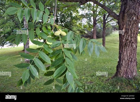 Is Your Butternut Tree (Juglans cinerea) Dying? Don't Miss This!