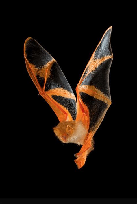 🔥 The Painted bat from Asia is supposedly colored to camouflage itself ...