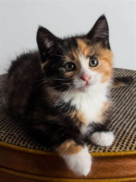 Introducing You To The Different Types Of Calico Cats Happywhisker