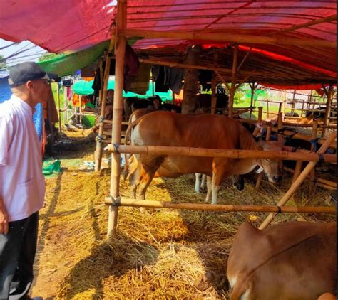 Jelang Idul Adha Kesehatan Hewan Kurban Peternak Hingga Pedagang Di