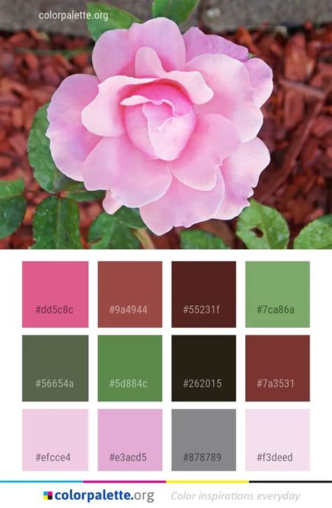 Flower Rose Pink Color Palette | colorpalette.org