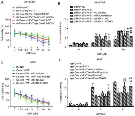 Knockdown Of Circpvt Inhibits The Progression Of Lung Adenocarcinoma